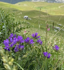 Campanula cervicaria