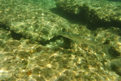 Sphyraena barracuda