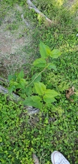 Betula occidentalis