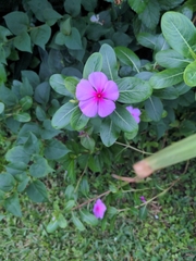Catharanthus roseus