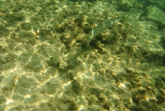 Sphyraena barracuda