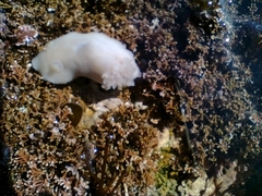 Diaulula punctuolata