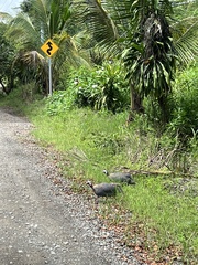 Numida meleagris domesticus