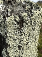 Flavopunctelia flaventior