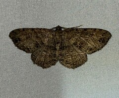 Melanolophia canadaria