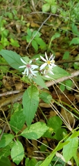 Eurybia