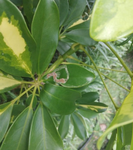 Liriomyza schmidti photo 2