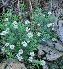 Osmitopsis osmitoides