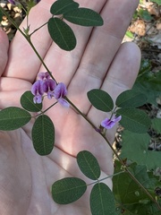 Lespedeza procumbens