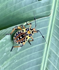 Pachylis nervosus