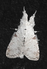 Calliteara diplozona