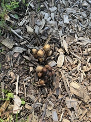 Gymnopilus luteofolius