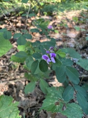 Lespedeza procumbens