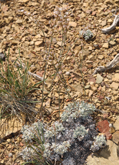 Eriogonum wrightii subscaposum