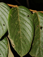 Lonchocarpus ferrugineus