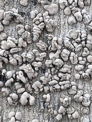 Lecanora caesiorubella