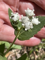 Parthenium integrifolium