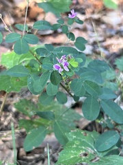 Lespedeza procumbens