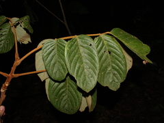 Lonchocarpus ferrugineus image