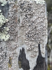 Lecanora caesiorubella