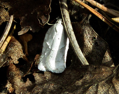 Acleris logiana