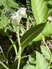Parthenium integrifolium