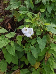 Calystegia × lucana