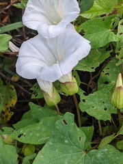 Calystegia × lucana