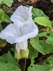 Calystegia × lucana