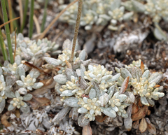 Eriogonum wrightii subscaposum