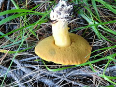 Suillus variegatus