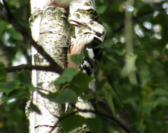 Dendrocopos leucotos