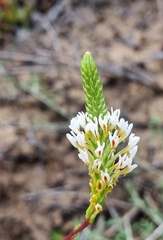 Hebenstretia integrifolia