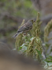Serinus canaria