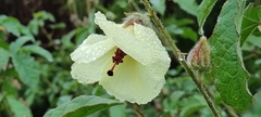 Hibiscus diversifolius
