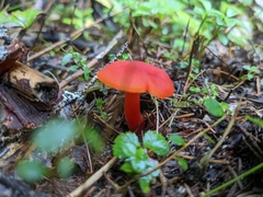 Hygrocybe