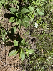 Parthenium integrifolium