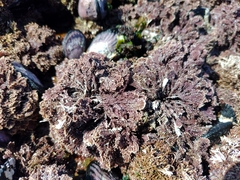 Corallina officinalis