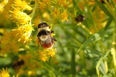 Eristalis flavipes