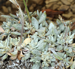 Eriogonum wrightii subscaposum