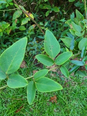 Desmodium viridiflorum