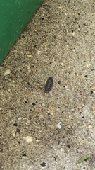 Armadillidium nasatum