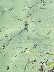 Sepioteuthis sepioidea