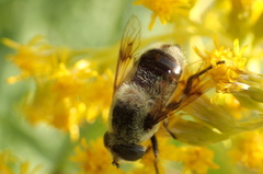 Eristalis anthophorina
