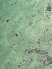 Sepioteuthis sepioidea