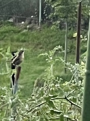 Thryothorus ludovicianus