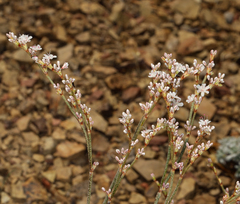 Eriogonum wrightii subscaposum