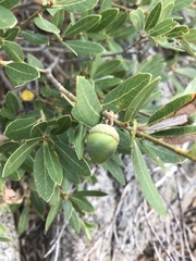 Quercus vacciniifolia