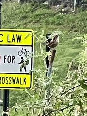 Thryothorus ludovicianus