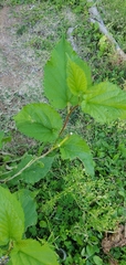 Betula occidentalis